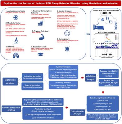 Causal associations between modifiable risk factors and isolated REM sleep behavior disorder: a mendelian randomization study